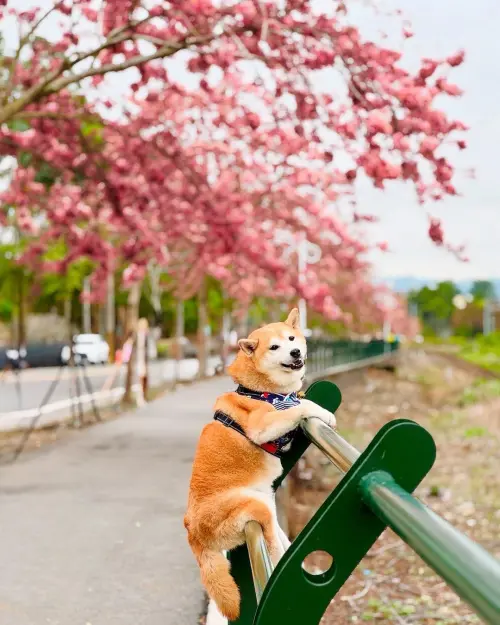 ▲每年3、4月的花旗木鐵道之旅，是集集線從平地開始的第一處美景。（圖／參山國家風景區管理處提供，2026.01.05）
