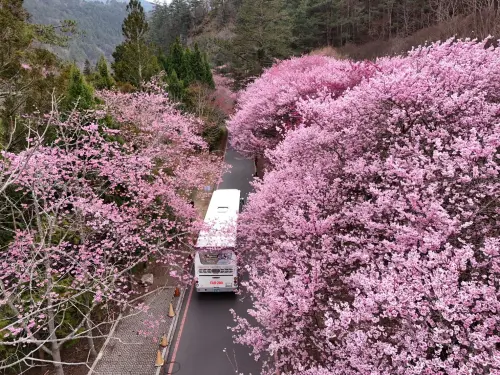 武陵農場花季管制2/13開跑！總量管制每日6000人　明開搶車票
