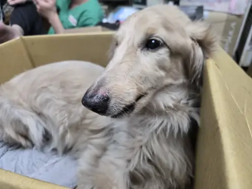 臘腸犬從3樓陽台墜落！重傷救回主人竟棄養　新北動保處重罰12萬
