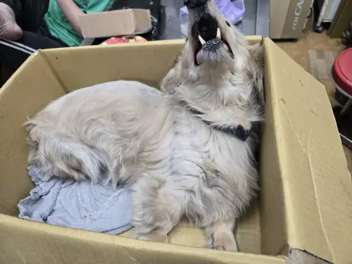 ▲在醫療照護過程中，飼主邱先生對於狗狗的狀況不聞不問。（圖／新北動保處）