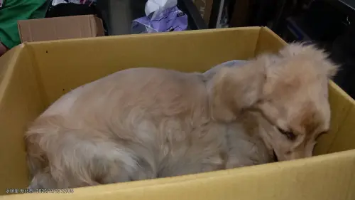 ▲經過搶救之後，臘腸狗狗雖然撿回一命，但卻遭飼主無情棄養。（圖／新北動保處）