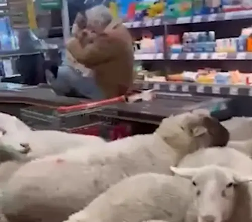 ▲許多人為了閃避綿羊衝撞，甚至爬上收銀台的輸送帶躲避。（圖／YT@osthessen-news.de）