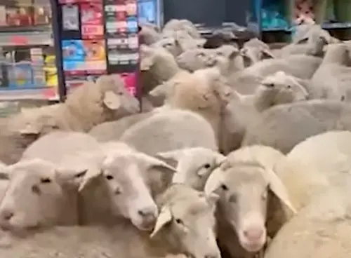 50隻綿羊「集體入侵超市」！占領收銀台超失控　男嚇逃爬上輸送帶
