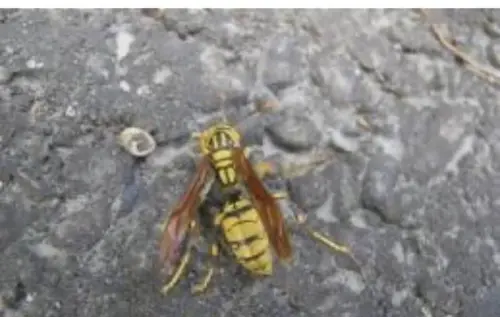 除草被虎頭蜂攻擊！苗栗男遭螫20多下險丟命　3家屬救援也受傷
