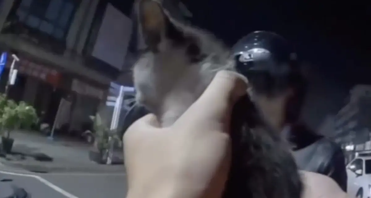 ▲高雄小貓鑽騎士車底被員警發現救出。（圖／翻攝畫面）