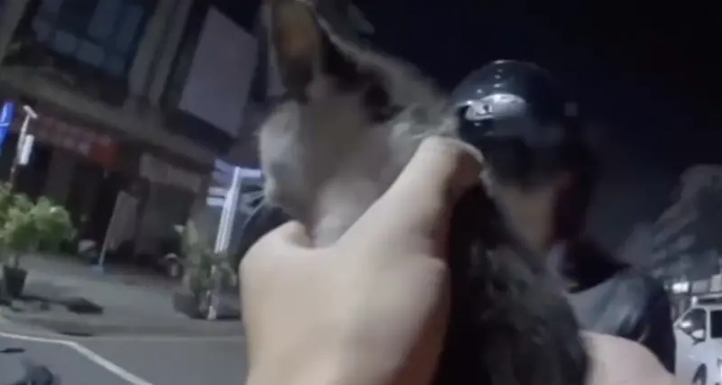 「不要動」！高雄騎士突遭攔嚇呆　下秒警趴地救出超萌「小花貓」