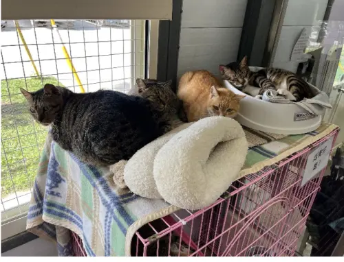 強烈冷氣團來襲！北市動保處：動物之家「防寒三寶」照護毛小孩
