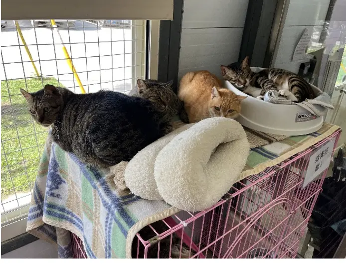 ▲臺北市動物之家因應低溫氣候增加貓舍睡墊及毛毯加強保暖。（圖／北市動保處提供）