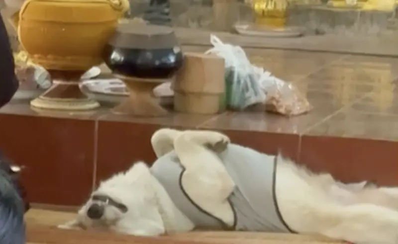 ▲影片中小狗躺平在地、前腳交疊胸前、後腿伸展開來，完全不受周圍念經聲影響，萌態十足。（圖／翻攝自影片）