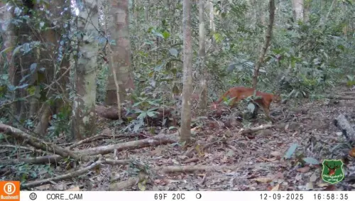 ▲（圖／翻攝自「Khao Yai National Park」臉書粉專）