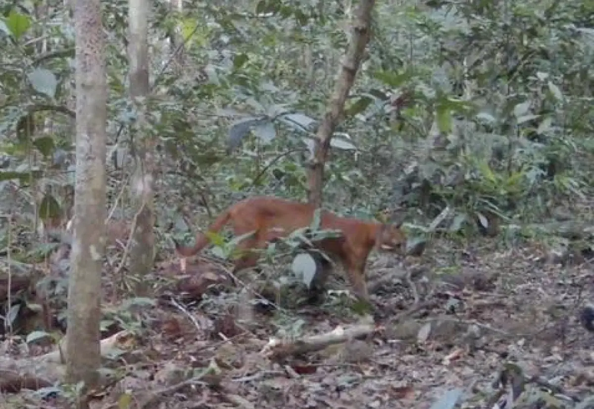▲泰國考艾國家公園近日傳來振奮人心的保育消息，園方6日公布一段由紅外線自動相機拍攝的影像，畫面中清楚捕捉到一隻「近危」等級的亞洲金貓在林間活動的罕見身影。（圖／翻攝自「Khao Yai National Park」臉書粉專）