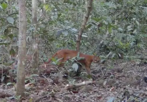 近危動物「亞洲金貓」罕現蹤！優雅散步泰國國家公園　珍稀身影曝
