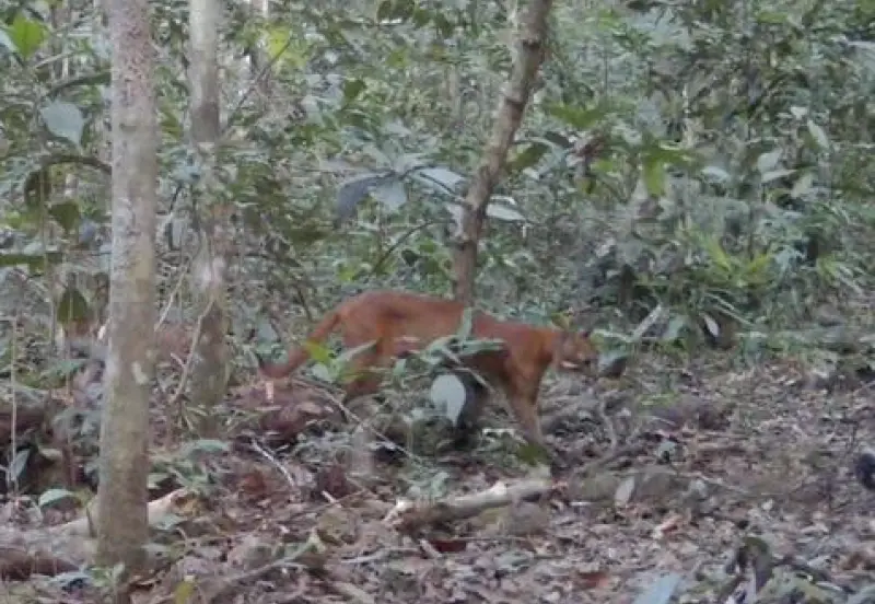 ▲泰國考艾國家公園近日傳來振奮人心的保育消息，園方6日公布一段由紅外線自動相機拍攝的影像，畫面中清楚捕捉到一隻「近危」等級的亞洲金貓在林間活動的罕見身影。（圖／翻攝自「Khao Yai National Park」臉書粉專）