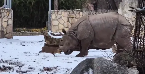 越級打怪沒在害怕！山羌正面對決犀牛「差1700kg」　飼育員揭內幕
