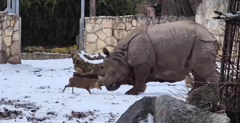 越級打怪沒在害怕！山羌正面對決犀牛「差1700kg」　飼育員揭內幕