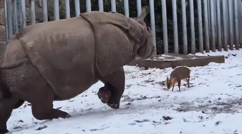 ▲小山羌在母犀牛面前絲毫不畏懼，其實牠們是很好的朋友。（圖／IG@zoowroclaw）