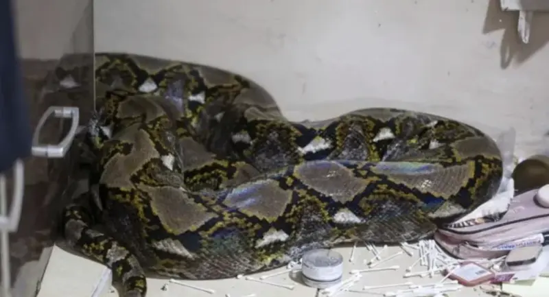 ▲馬來西亞發生一起驚悚的巨蟒攻擊人事件，一名10歲男童在家門口遭6公尺巨蟒纏繞，所幸家屬合力救援才撿回一命。（圖／翻攝自東方日報）