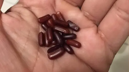 手搖喝到大顆蟑螂蛋！店家辯是蕎麥「捏爆還噴汁」　大茗緊急道歉
