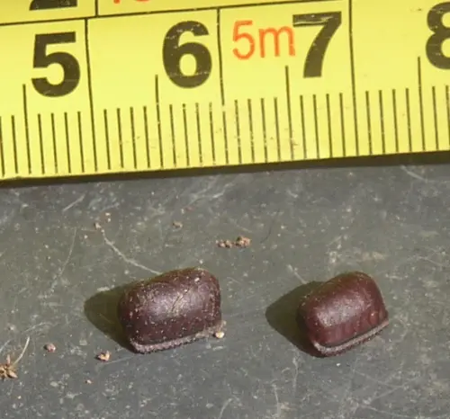 ▲美洲蟑螂卵鞘。（圖／取自wikimedia）