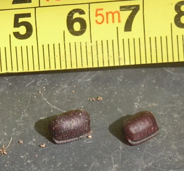 大茗手搖吸到蟑螂蛋！蟑螂卵外觀、如何處理速懂　專家：別沖馬桶