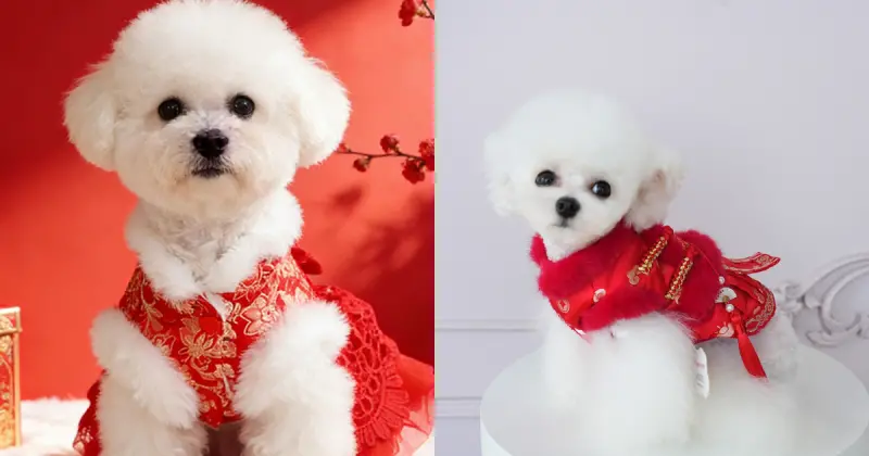    ▲2026寵物過年全攻略，拜年服飾、春聯、年菜在1月16日台北寵物用品展可以一次購足。（圖／上聯國際展覽公司）  