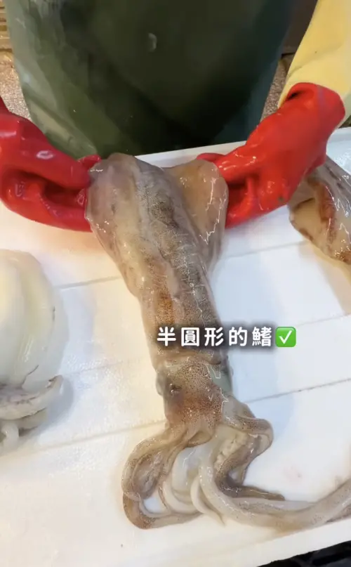 ▲軟絲的鰭是半圓形的。（圖／今今闆娘授權提供IG@chin_chin1018）