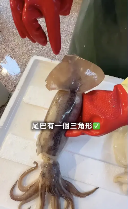 ▲魷魚的尾巴是一個三角形。（圖／今今闆娘授權提供IG@chin_chin1018）