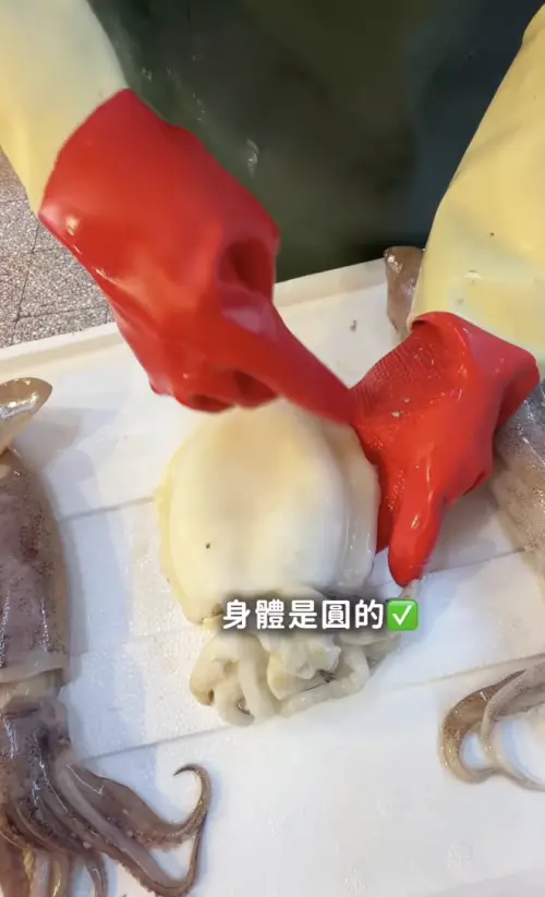 ▲花枝的身體圓圓的。（圖／今今闆娘授權提供IG@chin_chin1018）
