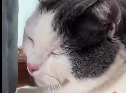 貓咪被賣到新家「躲角落偷哭泣」！原主人現身全場沉默：他盡力了
