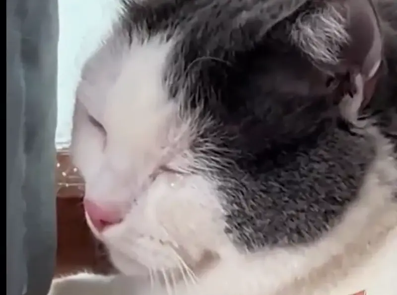 ▲一隻貓咪被賣到新家，沒想到躲在角落哭泣，原主人現身貓咪接回後，網友們一看到全部沉默、罵不下去。（圖／翻攝微博＠半程KeMeng）