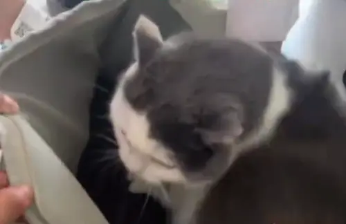 ▲（圖／翻攝微博＠半程KeMeng）