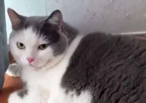 ▲貓咪後來如願和原主人重逢，網友們也期盼彼此不要再分離了。（圖／翻攝微博＠半程KeMeng）