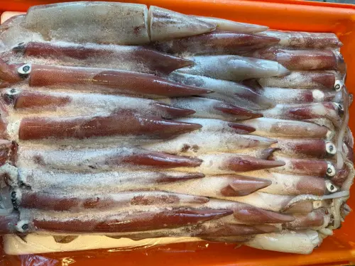 魷魚、透抽、軟絲、花枝怎麼分？市場闆娘解答：解凍、煮法全分享
