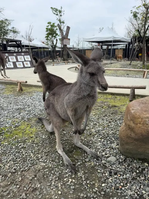 ▲蘭陽動植物王國於2024年開幕，園區佔地超過3000坪，主打80%以上動物都能近距離接觸。（圖／蘭陽動植物王國）