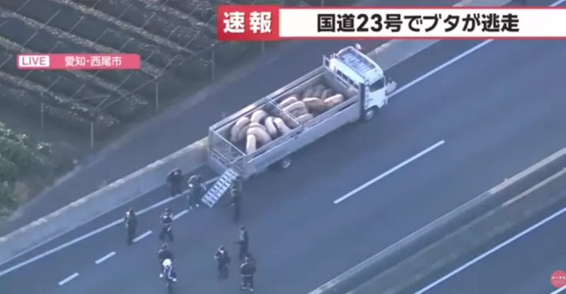 高速公路有小豬狂奔！日本警緊急封路　爽吃野草14隻全遭逮