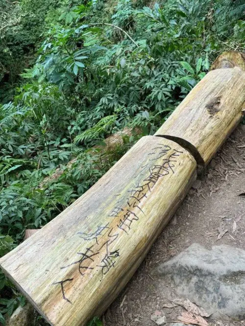 ▲地上供遊客暫時歇腳的樹幹莫名遭殃。（圖／溪頭自然教育園區提供，2026.01.13）