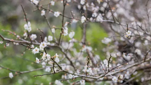 ▲六龜寶來是全台最南端的賞梅勝地，目前山區梅花綻放已達60%。（圖／翻攝畫面）