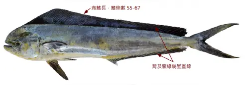 鬼頭刀遭美國列「不建議採購」　台灣政府新增貨號、核准出口
