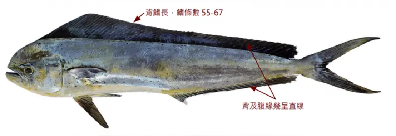 鬼頭刀遭美國列「不建議採購」　台灣政府新增貨號、核准出口