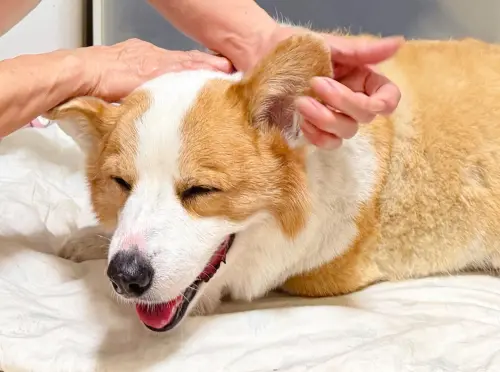 「連環泡有芒果」大大離世！主人深情道別：宇宙再見　粉絲全淚崩
