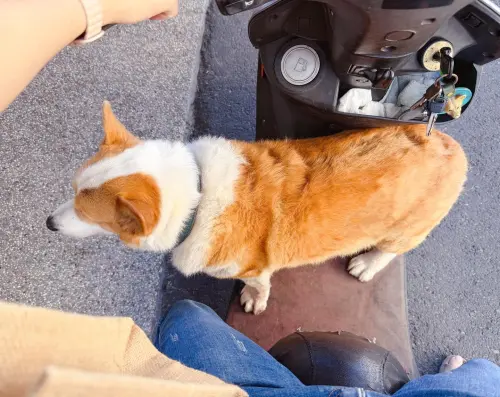 ▲柯基犬大大（圖／翻攝自臉書粉專「連環泡有芒果2.0」）