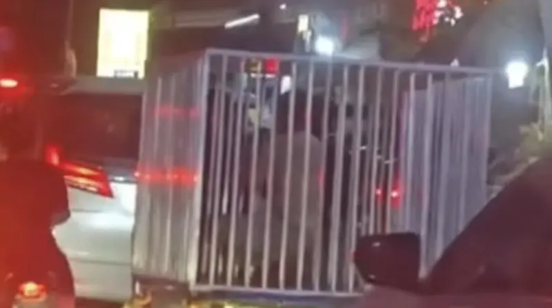 驚悚畫面瘋傳！柬埔寨工人慘遭「關狗籠」遊街　真相逆轉全網看傻