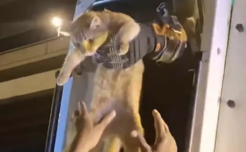 泰國胖橘受困10米高橋墩狂喵2天　出動雲梯車封路急救援