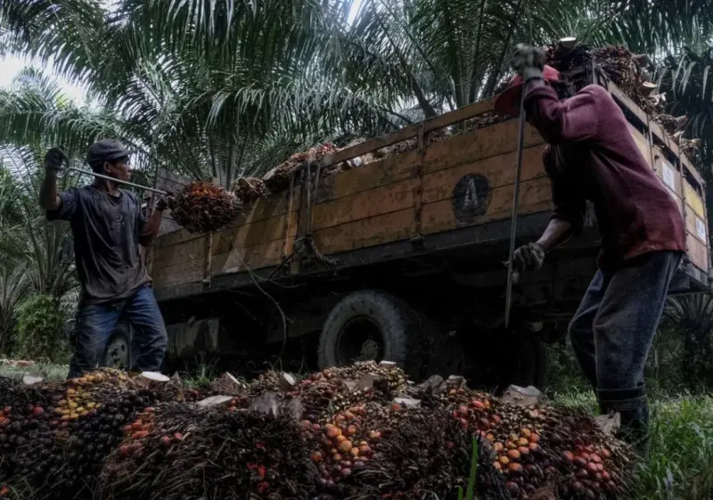 ▲全球對永續航空燃料需求大增，連帶讓廢食用油身價水漲船高，馬來西亞政府宣布將制定官方基準價來規範市場。（圖／翻攝自聯合早報）