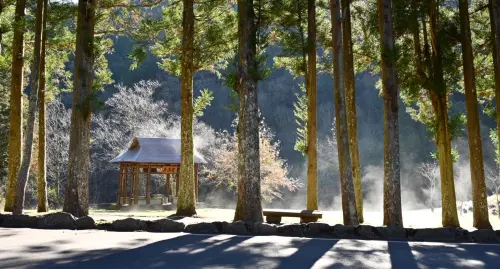 冷到聽見冰裂的聲音！今日夜溫差大　武陵農場日照白霜仙氣飄飄
