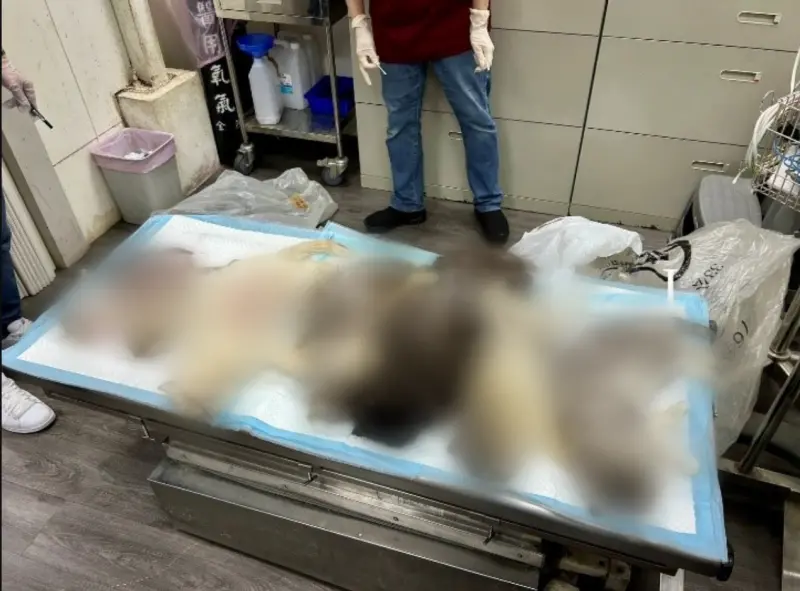 新北運將虐殺7貓！一審認「貓是家人」判3年半　二審逆轉輕判7月