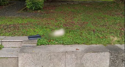 ▲2025年2月27日清晨，民眾報案新北中和光環路有貓隻屍體。（圖／新北市動保處提供）