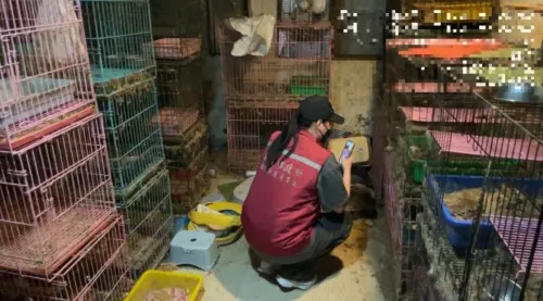 ▲新北市動保處在謝水森住家查獲非法養殖場，救出15隻母貓、1隻公貓。（圖／新北市動保處提供）