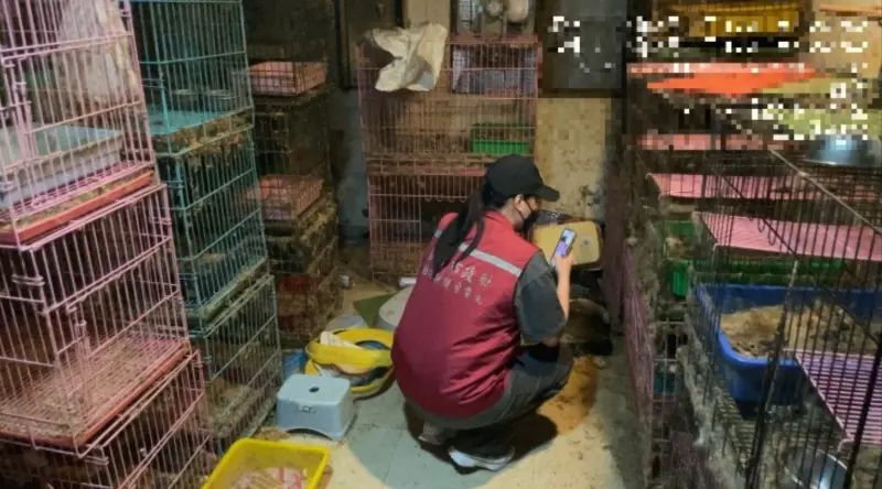    ▲新北市動保處在謝水森住家查獲非法養殖場，救出15隻母貓、1隻公貓。（圖／新北市動保處提供）  