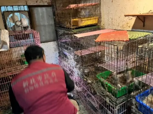 ▲涉嫌虐貓的謝水森，家中貓籠層層堆疊，貓咪活動空間狹小，貓砂未定期更換、籠底排泄物堆疊乾化，導致貓隻長時間與排泄物接觸，現場也沒有良好通風設備。（圖／新北市動保處提供）